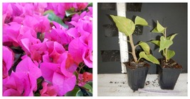 Bougainvillea LA JOLLA Small Well Rooted Starter Plant - £31.09 GBP