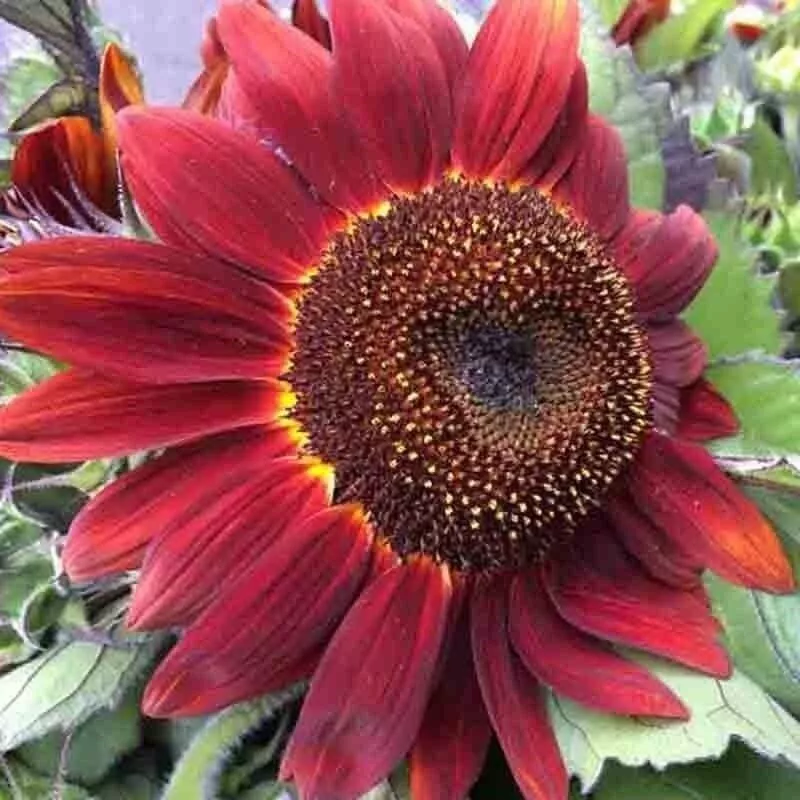 LWS Red Sun Rare Sunflower Organic Non Gmo Herb 25 Seeds Fast Shipping - £7.13 GBP