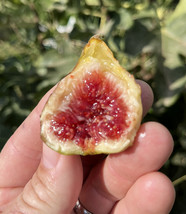 SEPTH Fig Trees Cold Weather Combo 3 Varieties - $41.99