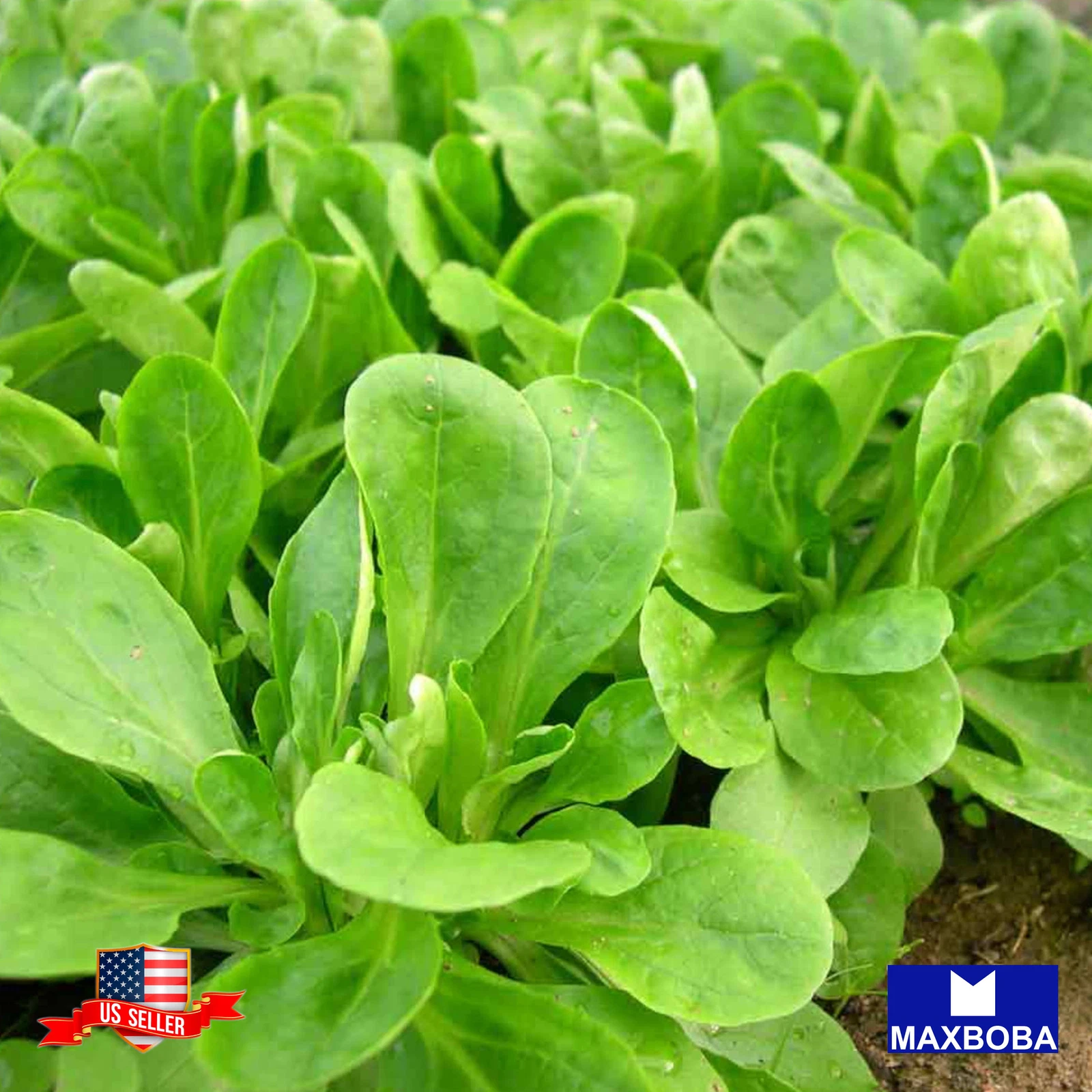 Corn Salad (Mache) Fresh Seeds Dutch Broad Leaved Non-GMO Heirloom Veget... - $11.01