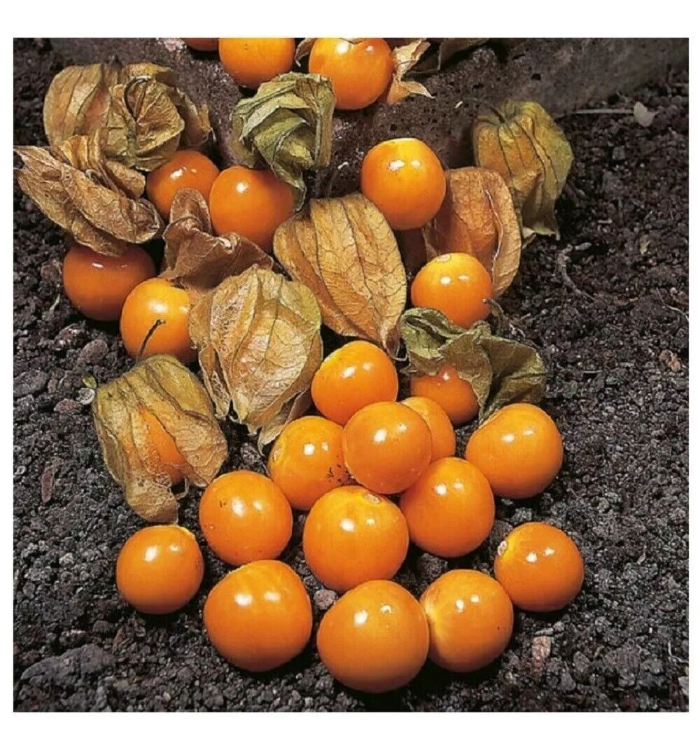 CLK 100 Cape Gooseberry Seeds Tomatillo Ground Cherry Heirloom Rare Herb... - $8.84