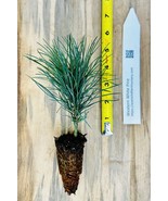 Western White Pine (Pinus monticola) Wildlife Gardens, Erosion Control - $21.73+