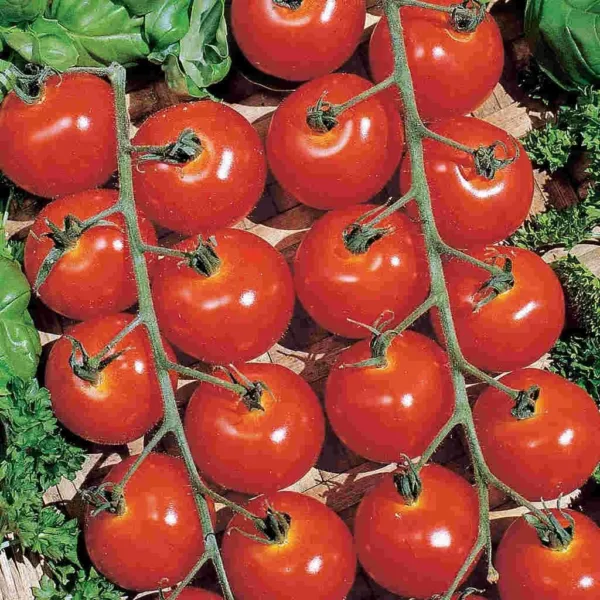 New Fresh 120 Sweetie Cherry Tomato Seeds Organic - £7.77 GBP