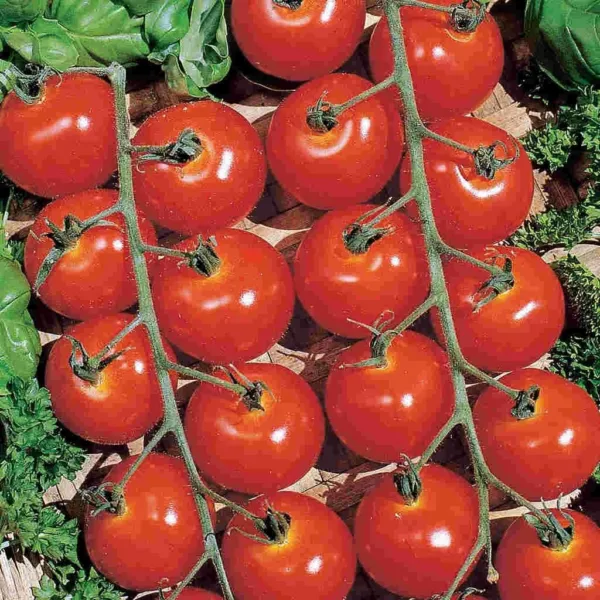 New Fresh 120 Sweetie Cherry Tomato Seeds Organic - $9.88