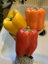 FREE SHIPPING 50 SEEDS DELICIOUS RED YELLOW BELL PEPPER - $15.99