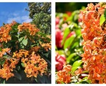 50 Seeds Mosaenda Orange Fresh Garden - $34.93