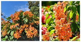 50 Seeds Mosaenda Orange Fresh Garden - $34.93