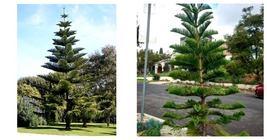 40 Seeds Norfolk Island Pine Araucaria Heterophylla  - £18.01 GBP