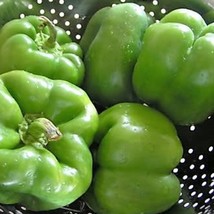 USA SELLER New 200 Sweet Green California Wonder Bell Pepper Capsicum Annuum Veg - $14.90