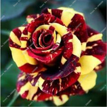 200 Seeds/lot Meteor Rose Flower Seeds home and garden Hot Sale - £23.12 GBP