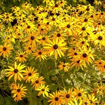 Black Eyed Susan Flowers - Seeds - Organic - Non Gmo - Heirloom Seeds FRESH - $8.79