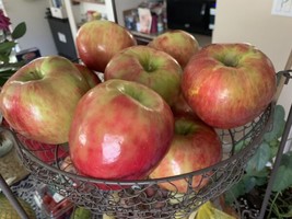 5 Honeycrisp Apple Seeds Fruit Tree Organic NonGMO Homegrown Easy Edible - £9.43 GBP