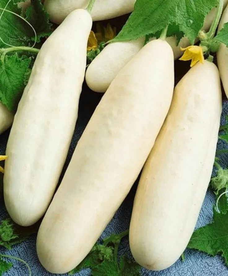 White Wonder Cucumber Vegetable Garden Heirloom NON GMO 50 Seeds  - $9.80