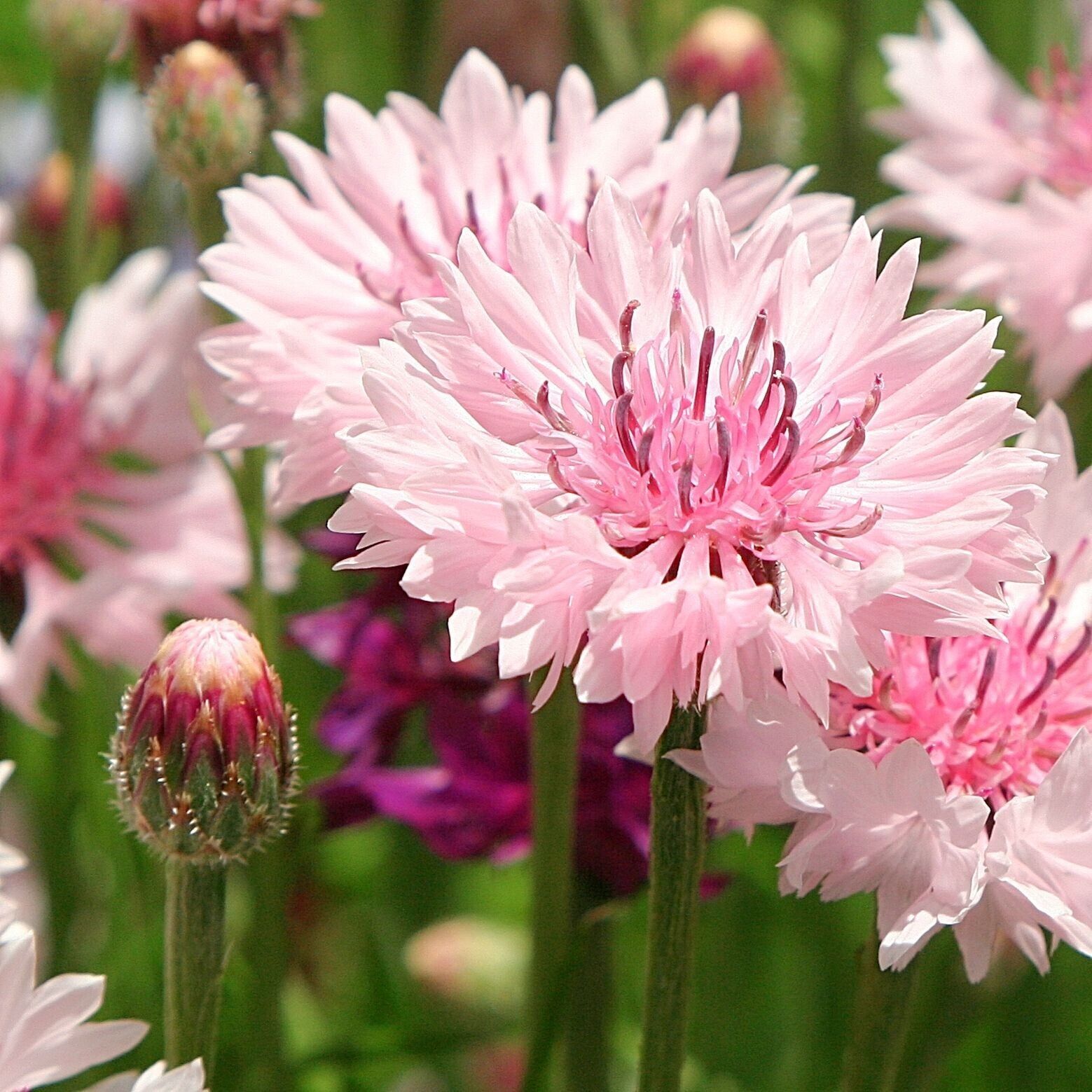 50 Light Pink Bachelor&#39;s Button Flower Flowers Garden Annual Seeds  - $15.99