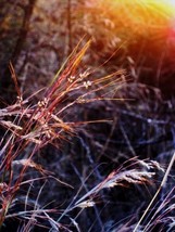 USA Purpletop Grass Purple Tall Red Top Ornamental Triodia Flava 100 Seeds - £8.64 GBP