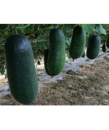 WAX MELON GIANT BULLET HEAD, 10 SEEDS R - $16.35