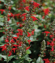 40 Pc Seeds Hummingbird Lady In Red Salvia Flower, Salvia Seeds for Planting |RK - £11.62 GBP