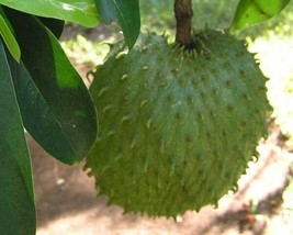 Fresh Annona muricata Soursop Dutch Durian Guanabana 5 Seeds US Seller - £13.59 GBP