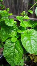 50 Organic Green Stem Malabar Spinach Alugbati Mong Toi Poi Sang Ceylon Seeds - $7.99