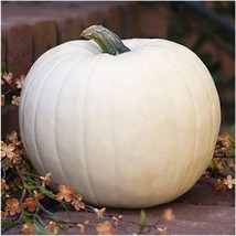 Fresh New 20 White Pumpkin Seeds Lumina seeds - £12.54 GBP