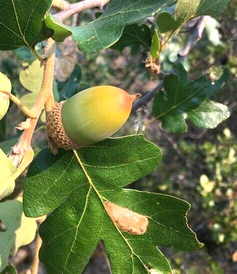 Best 12 OREGON WHITE OAK ACORNS Quercus garryana var. garryana