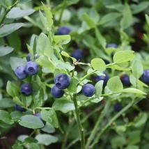 Bilberry Seeds Vaccinium Myrtillus Packet Of 30 Seeds USA SELLER Fast Shipping - $17.94