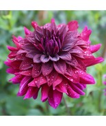 25 Rip City Dahlia Perennial Flowers Seeds Flowering seeds Bloom US Fast... - $8.98