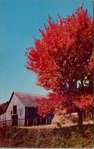 There Is Harmony in the Blazing Autumn Colors Postcard PC524 - £3.91 GBP