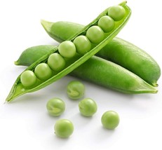 HSE 50 Pea Seeds for Planting Sprouting Microgreens Oregon Sugar Pod II - $13.64