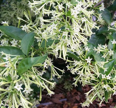 Live Plant Night Blooming Jasmine Cestrum Nocturnum Intensely Fragrant - £26.84 GBP