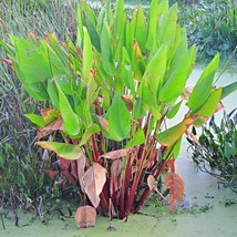 Thalia Geniculata Seeds (5 Pcs) - Rare Aquatic Plant, Water Garden Ornamental, U - £4.02 GBP