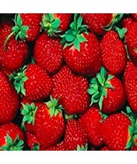 10 Bare Root Starter Plants - Ft. Laramie Everbearer Strawberries - $633.05 MXN