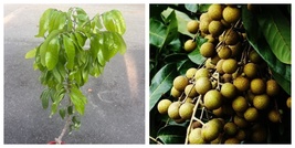 kohala longan Plant , air layered, No Ship to CA and HI - £128.70 GBP