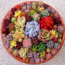 Mixed Mini Succulent Seeds 100pcs - $9.43