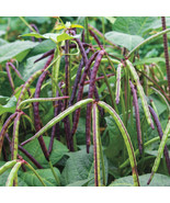 Top Pick Pinkeye Purple Hull Pea Seeds, NON-GMO, Cowpea, Southern Pea, F... - £6.96 GBP