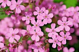 500 Pink Rock Soapwort Seeds Perennial Groundcover Trailing Container Baskets - £9.36 GBP