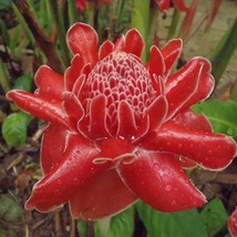 Red Torch Ginger Etlingera Elatior Organic Edible Flowers Edible Root Exotic Lan - £11.60 GBP