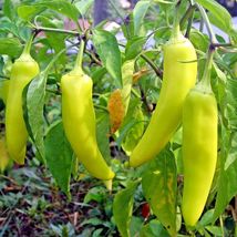 100 Sweet Banana Pepper Seeds Hungarian Easy Vegetable Garden Container - £14.37 GBP