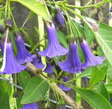 Acnistus Australis Blue Angels Trumpet Seeds Fresh USA Fast Shipping - $14.98