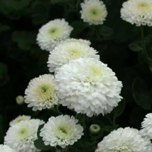 Snow White Chrysanthemum Mums Flowers Garden Planting 200 Seeds - $12.00