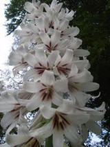 7 Yunan Lily Seeds-1061A - £3.14 GBP