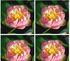 1 seeds Heirloom Double Pink Nelumbo Nucifera Lotus Flower Seeds - £7.36 GBP