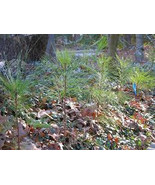 White Pine Seedlings 8 per order - $39.77 CAD