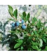 Wild Blueberry Plants Starters 10 - £15.79 GBP