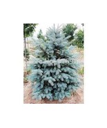 Blue Spruce Seedlings 8&quot;-12&quot; 5 per order - $50.75 CAD