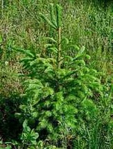 Norway Spruce Seedlings 6&quot;-10&quot; 8 per order - $27.99