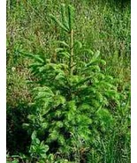 Norway Spruce Seedlings 6&quot;-10&quot; 8 per order - $38.40 CAD
