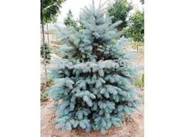 Blue Spruce Seedlings 6@  12&quot;-16&quot; - £33.44 GBP