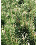 8&quot; red pine starter trees 6 pack - $45.26 CAD
