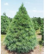 6&quot;-10&quot;&quot; White Pine Seedlings 6 per order - $41.14 CAD